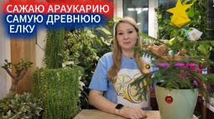 1🌲САЖАЮ ДОМА ЕЛКУ, КОТОРОЙ 2.000 ЛЕТ! АРАУКАРИЯ - ДРЕВНЕЙШЕЕ ХВОЙНОЕ НА ПЛАНЕТЕ