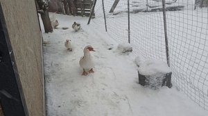 Деревенские будни, день за днём//Приболела коза и ведёт себя странно.