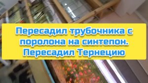 Пересадил трубочника с поролона на синтепон. Пересадил Тернецию