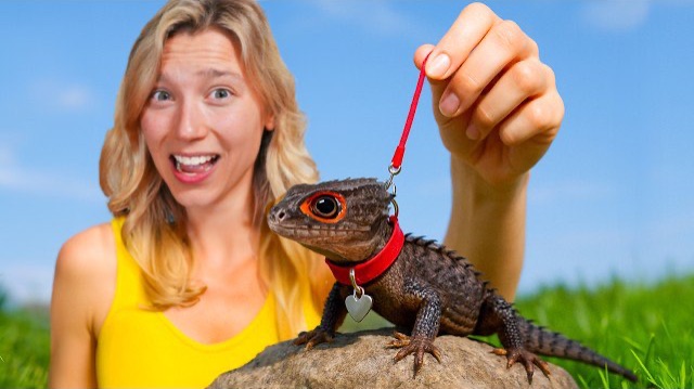 Завела домашнего дракона смотреть онлайн