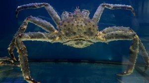 У браконьеров в Мурманске изъяли 300 кг краба