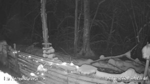 LIVE: На лесной опушке. Природа онлайн