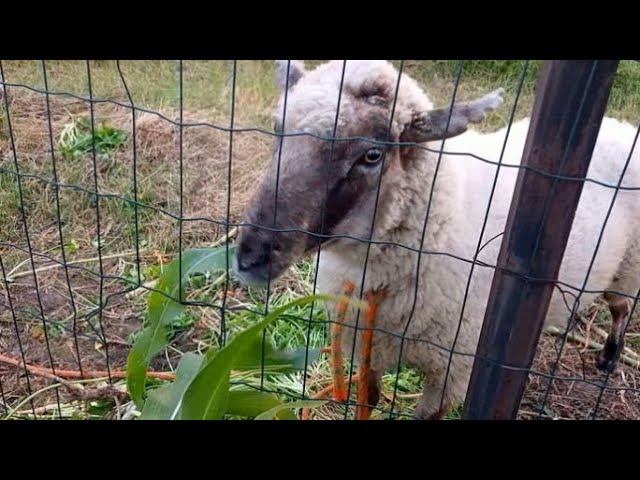 Приручили Барашка )) Держите Меня Семеро - Опять Сажу Розы ))) смотреть онлайн