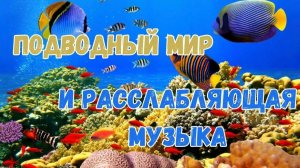 Подводный мир и приятная музыка. Уютная музыка под красивые виды