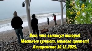 Вот что выкинул шторм! Мимоза цветет! Лазаревское 30.12.2025.