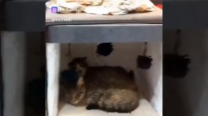 Приколы с животными