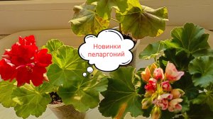 Новые сорта пеларгоний