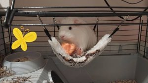 Морская свинка. Смотреть онлайн .Короткий фильм. Смотреть в хорошем качестве.