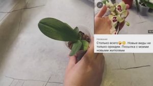 #орхидея Из-за отёков лишилась практически всех листьев.Эксперимен посадка в грунт Быстрая адаптация