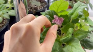 Обзор моих фиалок в цветочной комнате за 30.12.25.