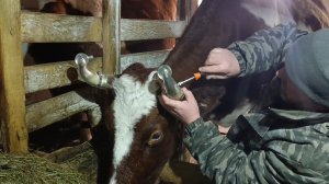 Подарок корове на Новый год/Пополнения не случилось