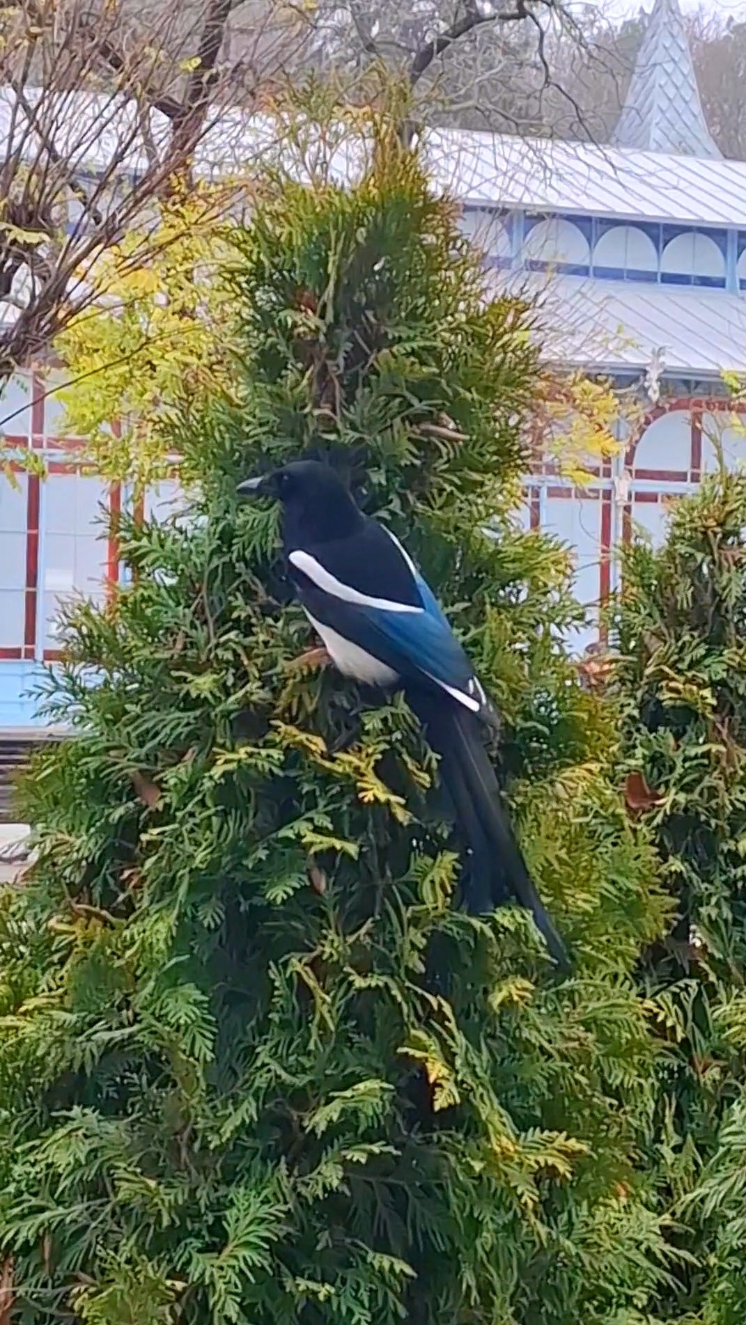 Пятигорск #курорт Парк Цветник