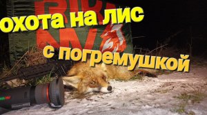 Охота на лис с погремушкой, подсказка новичкам в охоте.