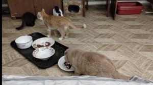 С кошками одной семьёй.За 2 дня до НГ.