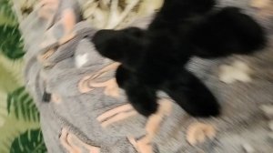 как надо относится к лубой сабаке