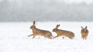 Охота на зайца. ЗАЙЦА ОЧЕНЬ МНОГО. СОБАКА РАБОТАЕТ, ТОЗ - 34 ВАЛИТ НА ПОВАЛ. Тропление зайца.