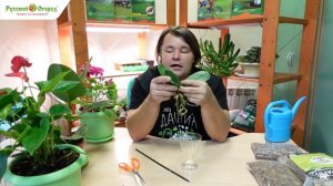 Комнатное цветоводство. Часть 4. Орхидея 🌸