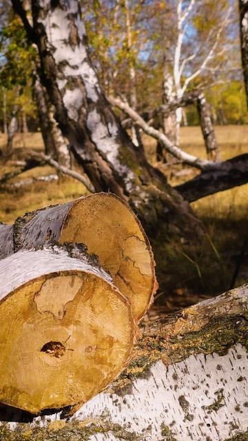 Здорово придумал! #кириллмультитул #лайфхак #бушкрафт #выживание