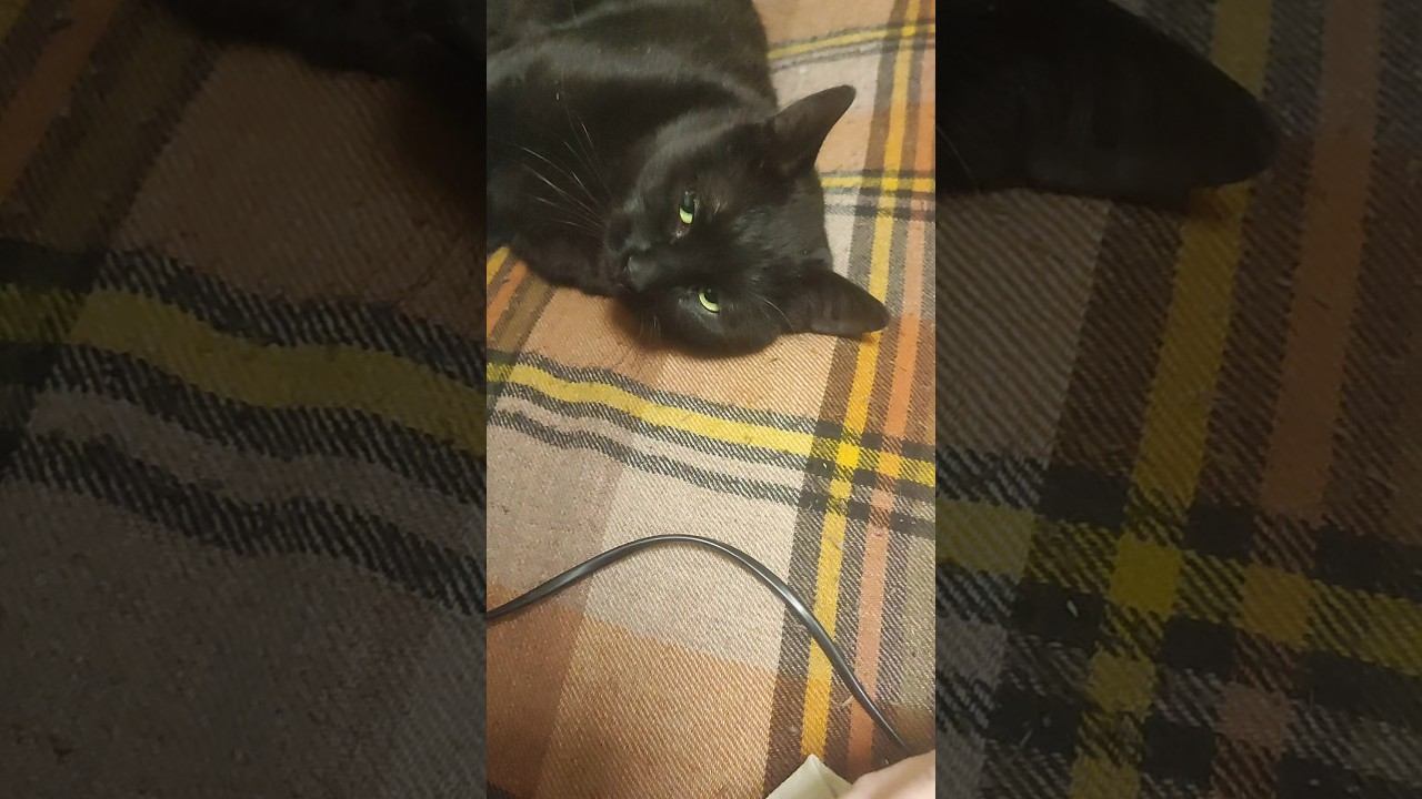 Ринго кот шагает молочный шаг, показывает пузо и адаптируется⬛ новый котик из приютавсем любви❤️ смотреть онлайн