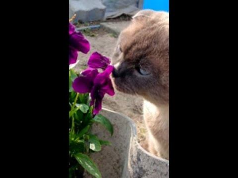 Мой Котик Макс смотреть онлайн