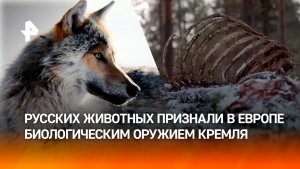 Спецназ из тайги: русских волков объявили в Европе биологическим оружием Кремля / ИТОГИ НЕДЕЛИ