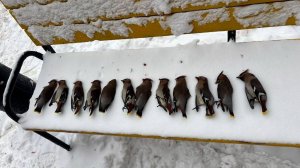 Как Andreimattsynx своим враньем чуть не убил карьеру Lemax-a