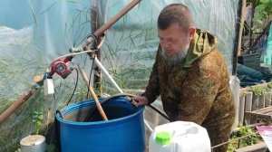 Технология налива томата, которая работает