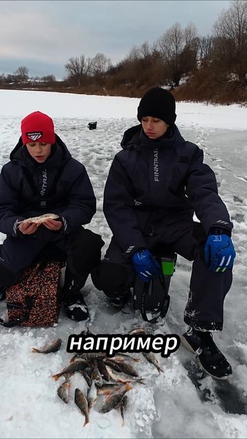 СУДАК или БЕРШ? смотреть онлайн