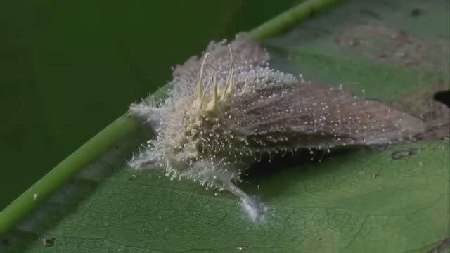 Жуткий гриб Кордицепс смотреть онлайн