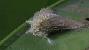 Жуткий гриб Кордицепс