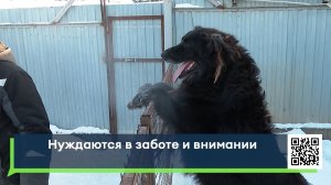 Нуждаются в заботе и внимании