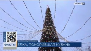 В Краснодарском крае выбрали самую красивую новогоднюю елку