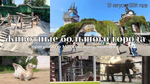 Животные большого города: прогулка по Московскому зоопарку