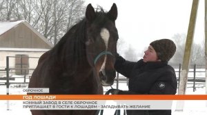 Конный завод в селе Оброчное приглашает в гости к лошадям -загадывать желание