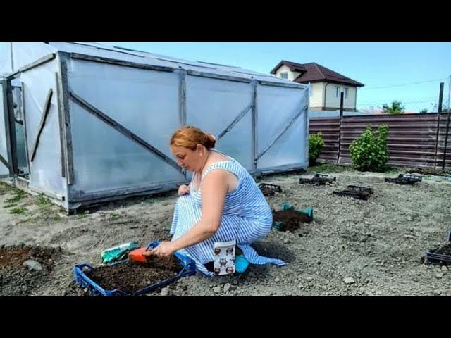 Огородные Дела //Поливаю Малину // Сорвала Всю Редиску // Досадила Огурцы // смотреть онлайн