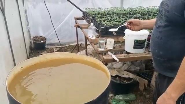 Личный метод выращивания толстой и низкой рассады томатов