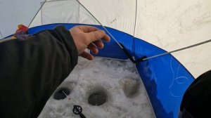 наловили живца и поставили поставухи на налима