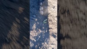 посадка картофеля 2025