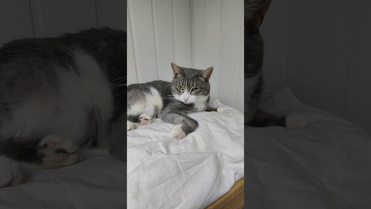 Катя пришла помогать❤️ спасибо всем волонтёрам, наши неоценимые помощники! Новогодние чудеса☃️ смотреть онлайн