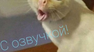 Приколы с котами! С озвучкой!