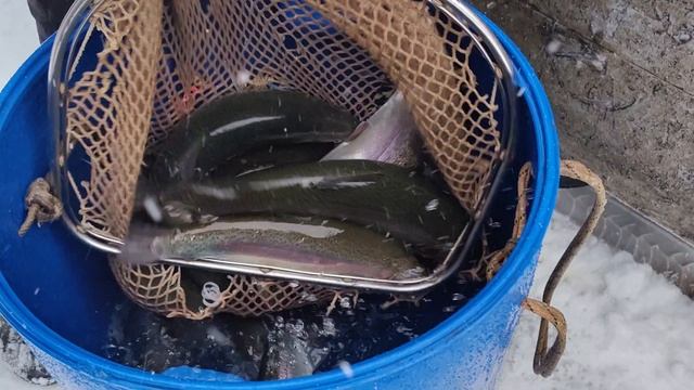 Новая партия Форели 30.12.2025г. смотреть онлайн