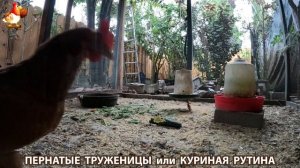 Куриная рутина – что делают куры на выгуле 😂 эпизод (100)