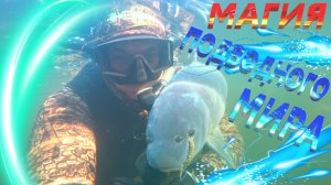 ПОДВОДНАЯ ОХОТА НА САЗАНА. ОСЕНЬ ЗАКРЫТИЕ СЕЗОНА 2025 г.