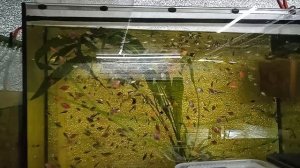 Немного о сухих кормах.Малёк,рыбка.