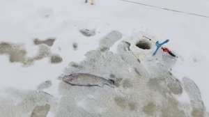 VID_20251230_110341_192