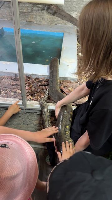 Питон длинный-предлинный!