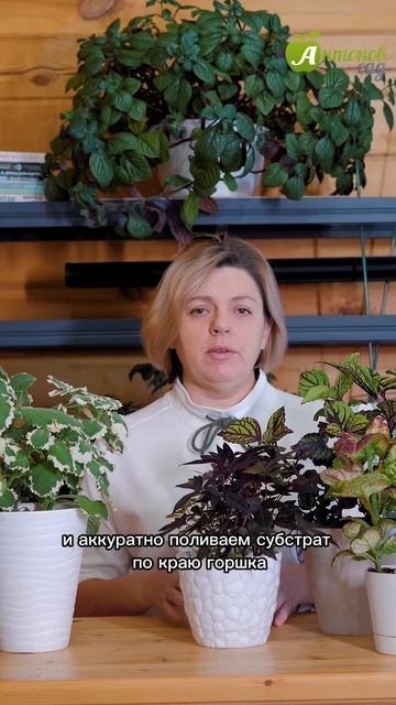 Полив орхидеи: все тонкости процедуры! смотреть онлайн