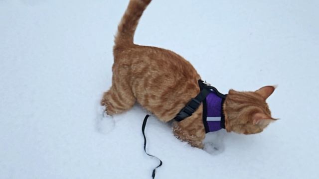 Традиционное новогоднее для настроения... смотреть онлайн