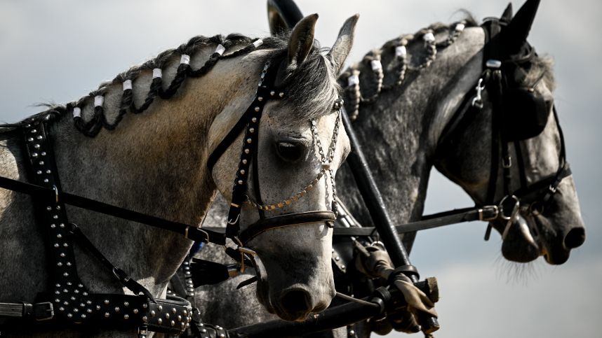 Выносливые и талантливые: как лошади снимаются в кино