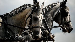 Выносливые и талантливые: как лошади снимаются в кино